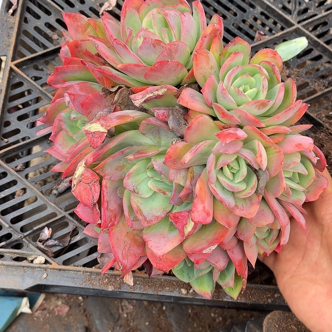 绮罗仙子9.99多肉植物精品