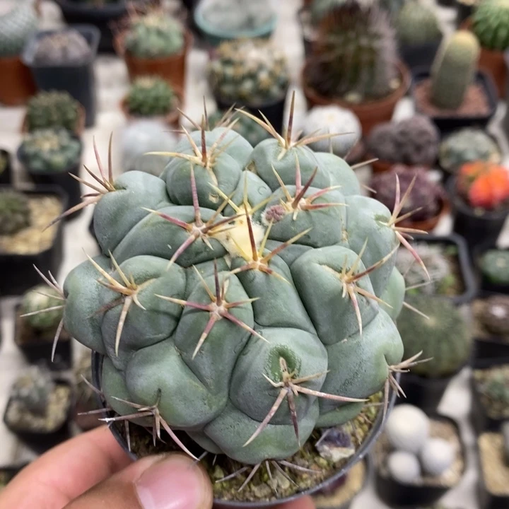 实生大号白肌天晃特价