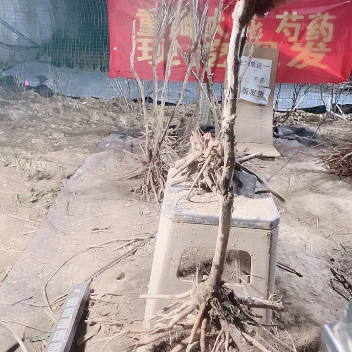 当前无花栽培后可以开花花王