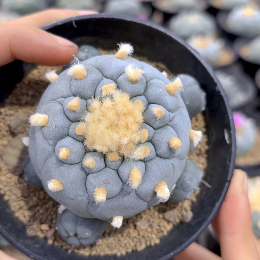 G641g g g g g g g g