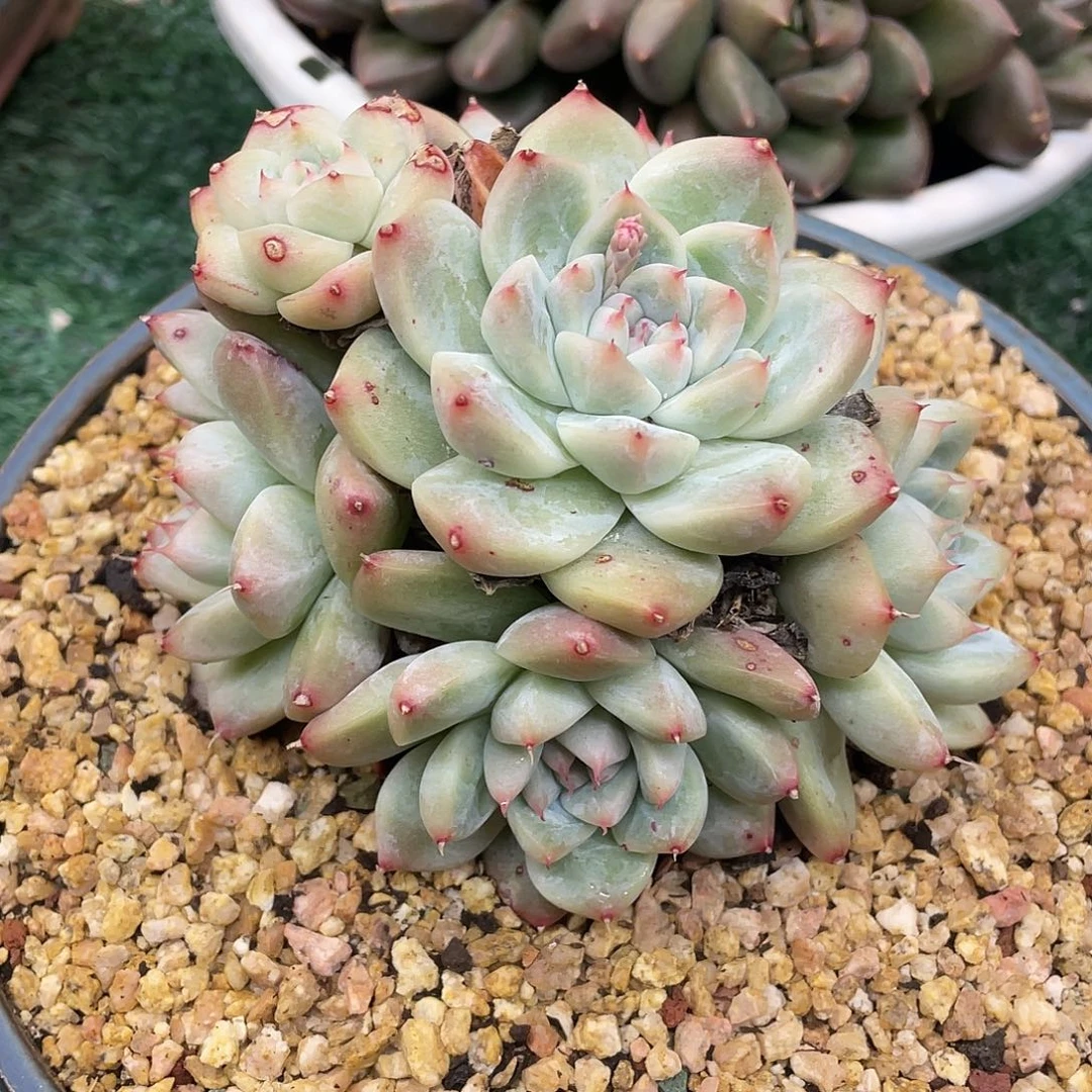 佳人一物一拍满28包邮非偏远