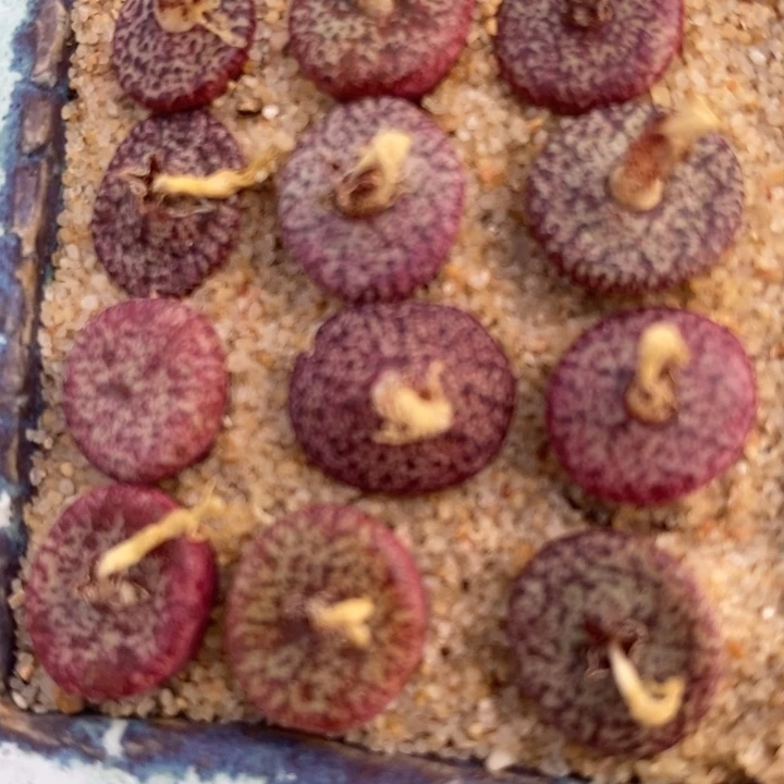 密纹安贞一颗买1送1