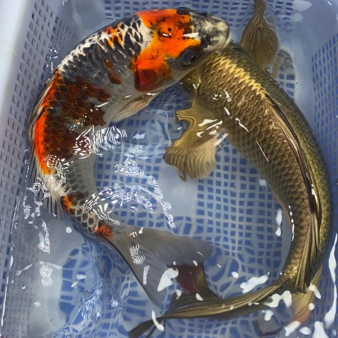 锦鲤冷水锦鲤包邮