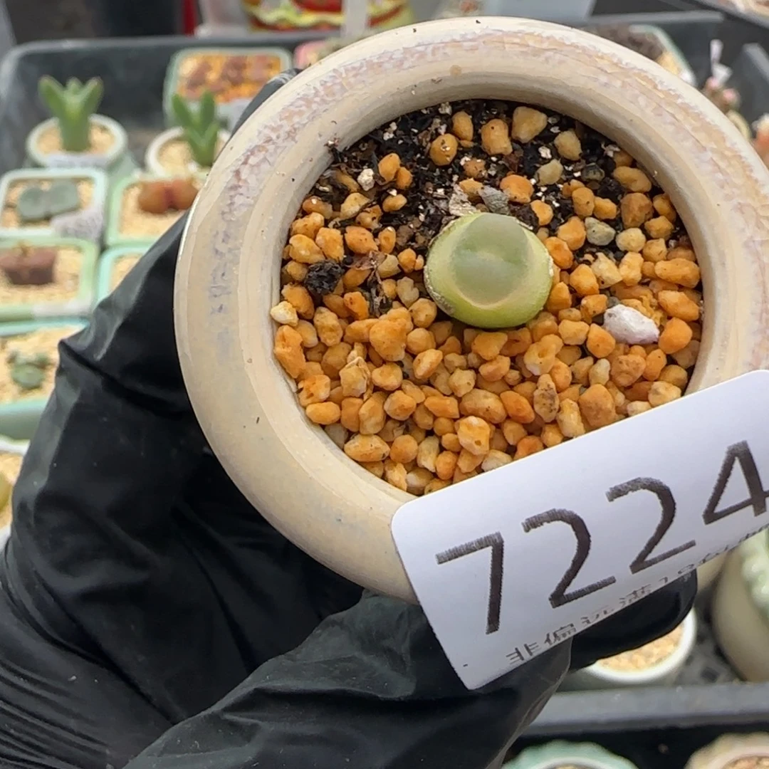 7224-一物一拍 带盆