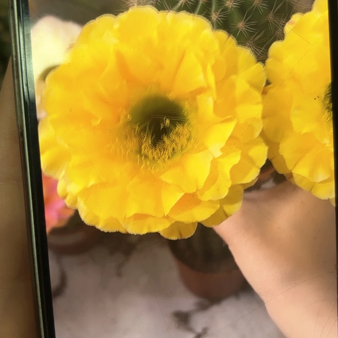 彩草1-10号6公分左右