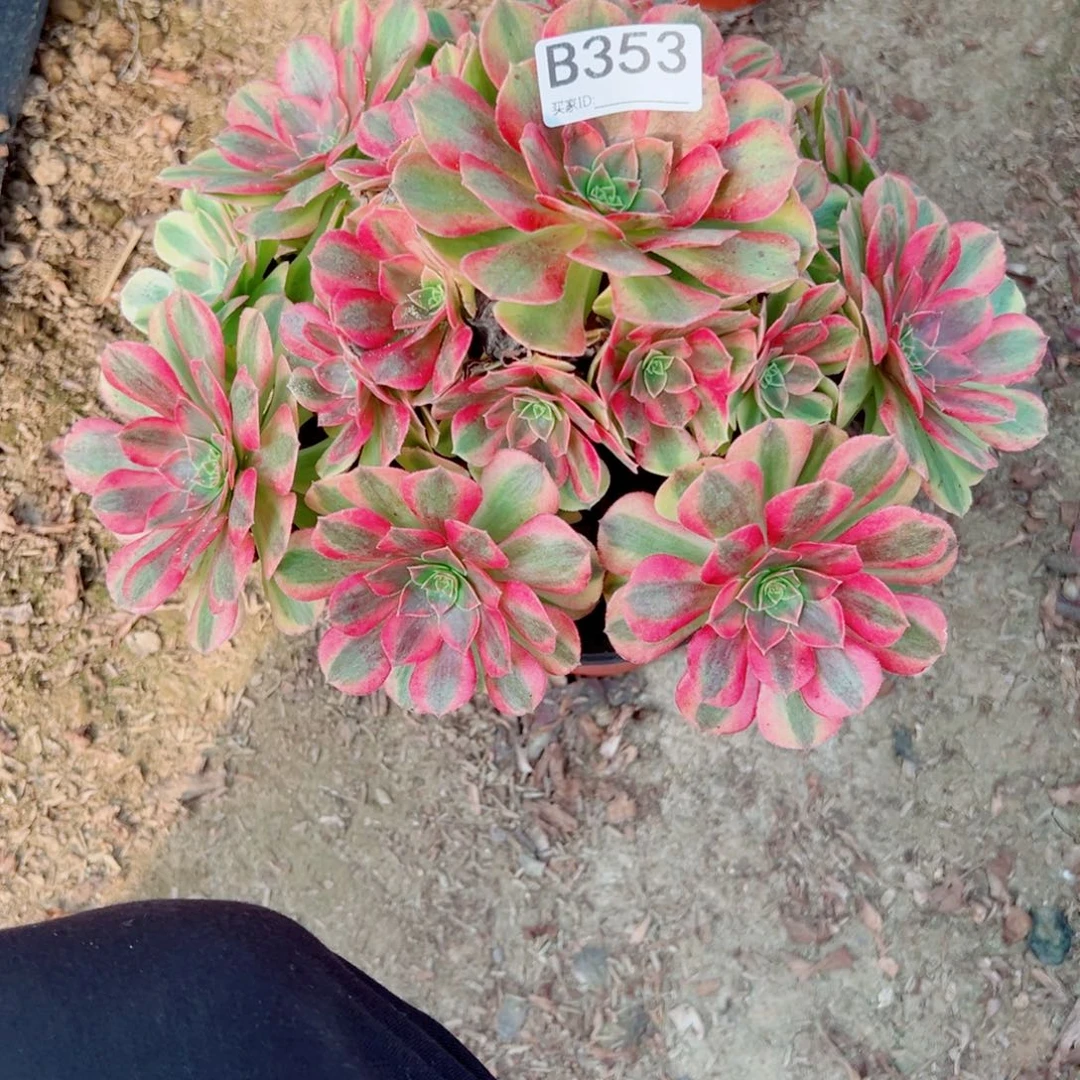 353雨荷多肉植物法师多肉