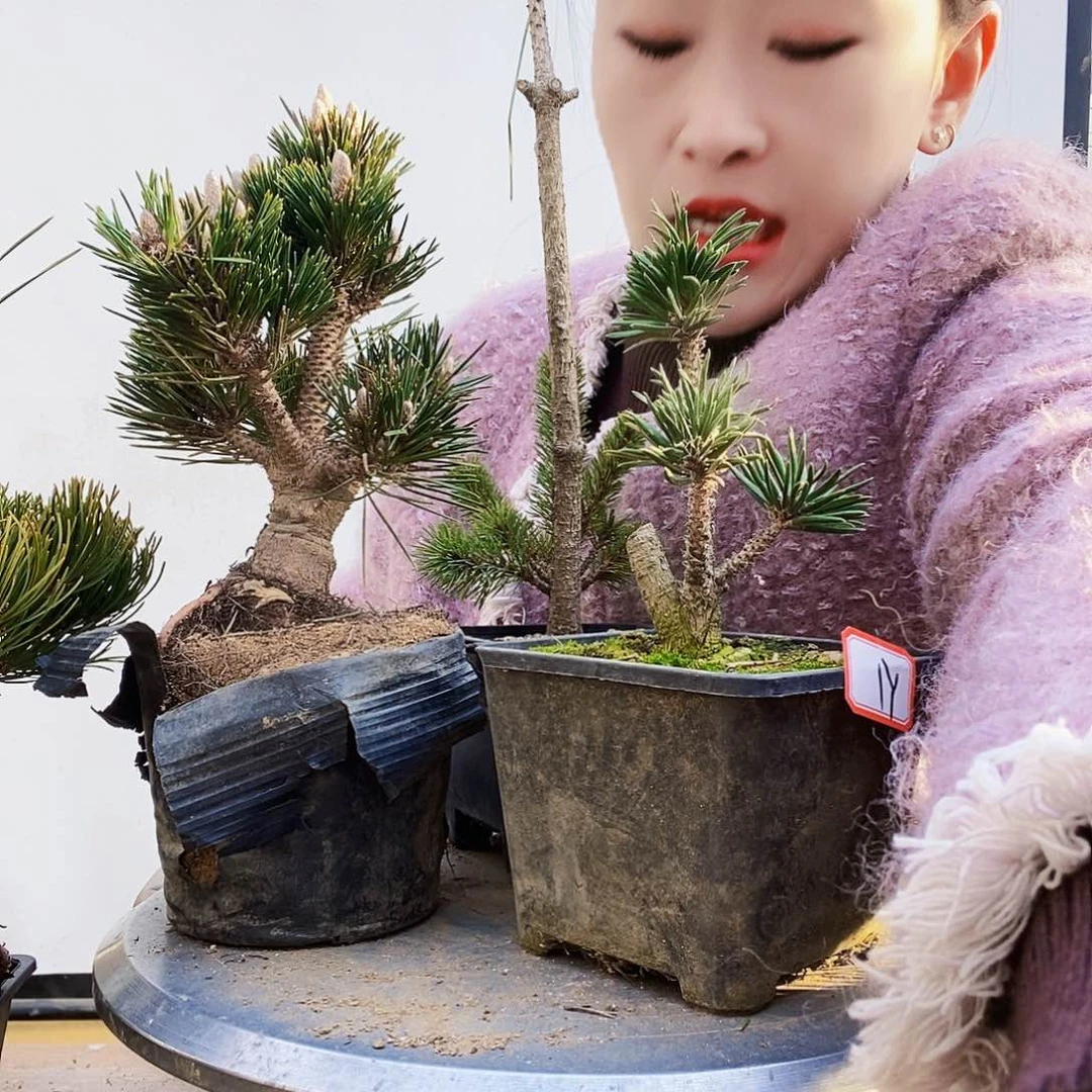 植物形态多年生草本