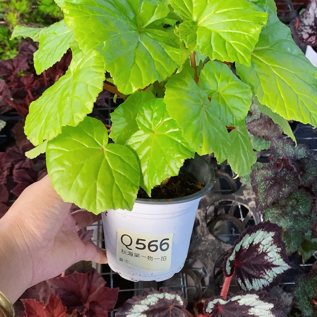 当前无花栽培后可以开花主***话秋海棠566