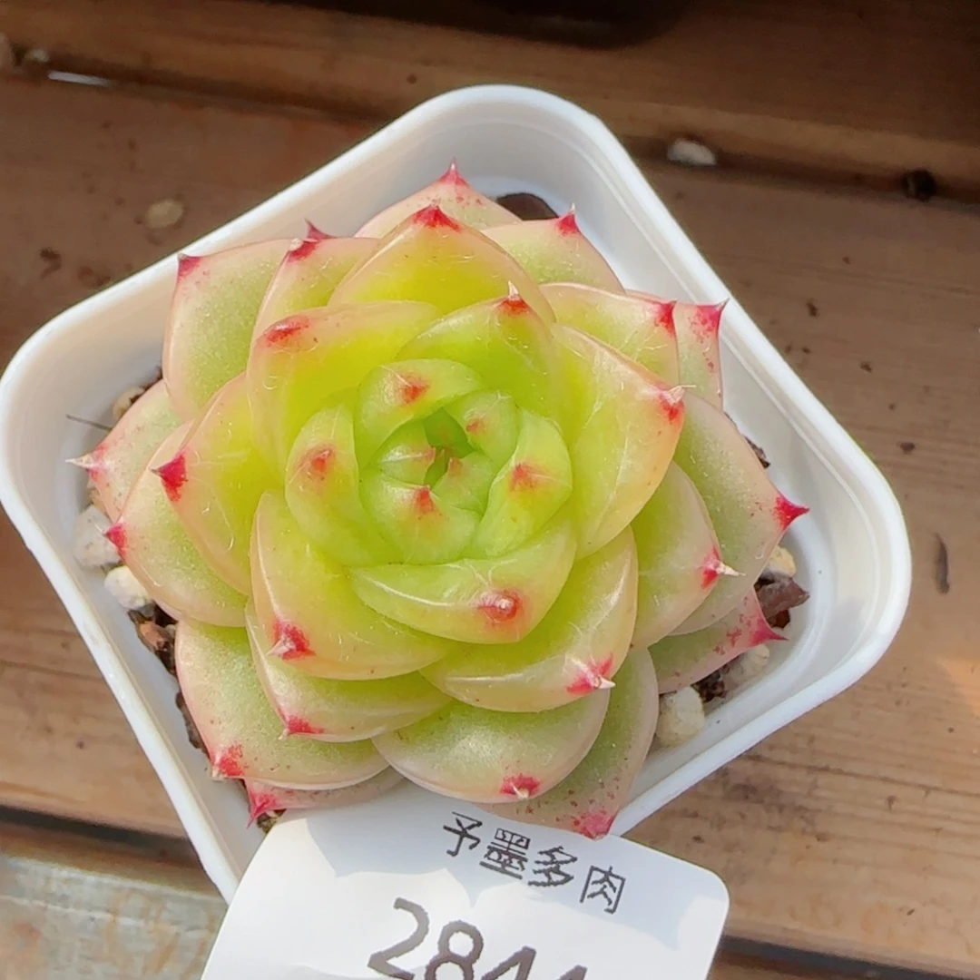 杜若珍妮，2844多肉植物