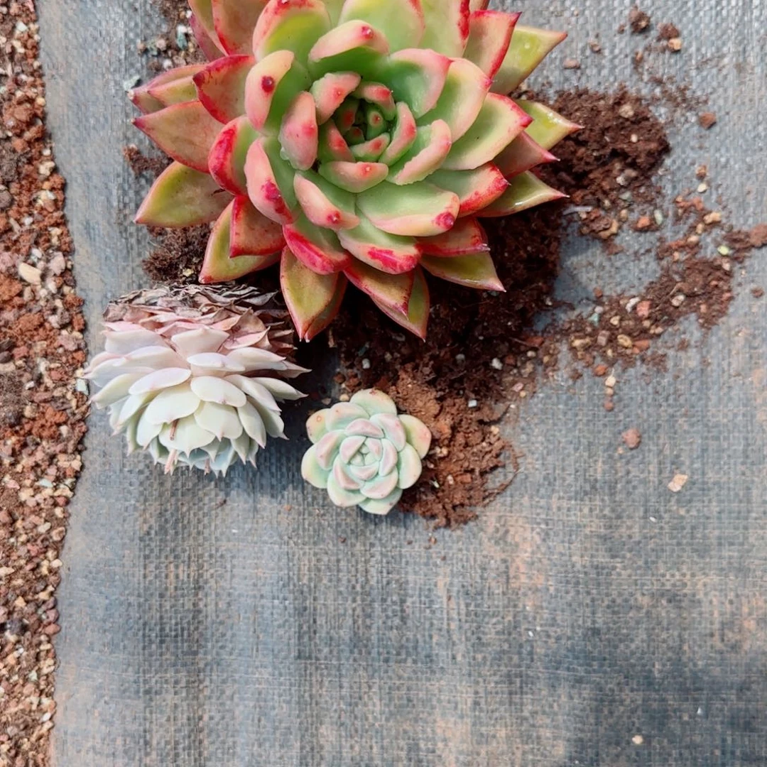 王*九精品单头一物一拍