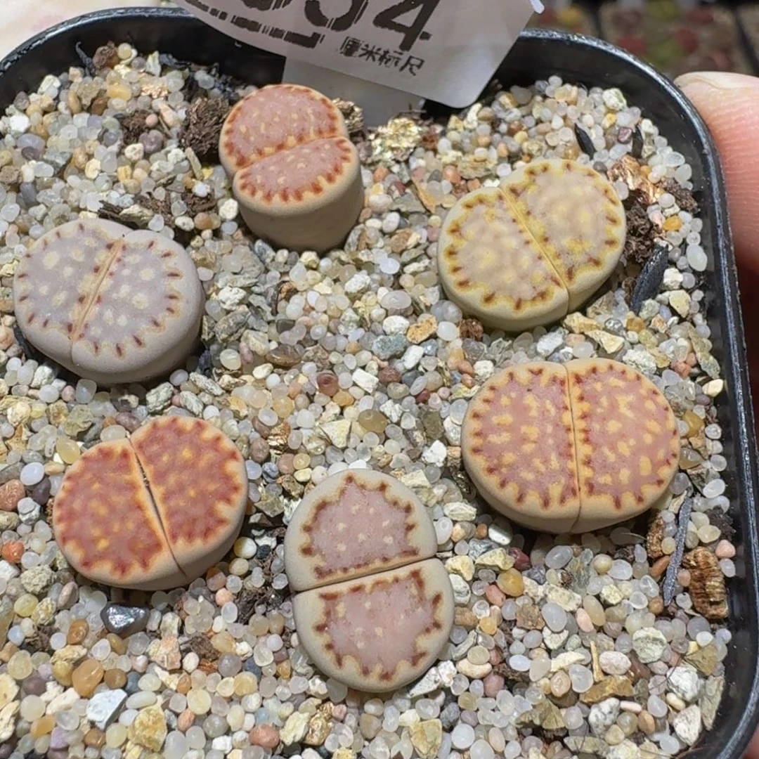 Ssss精品生石花554