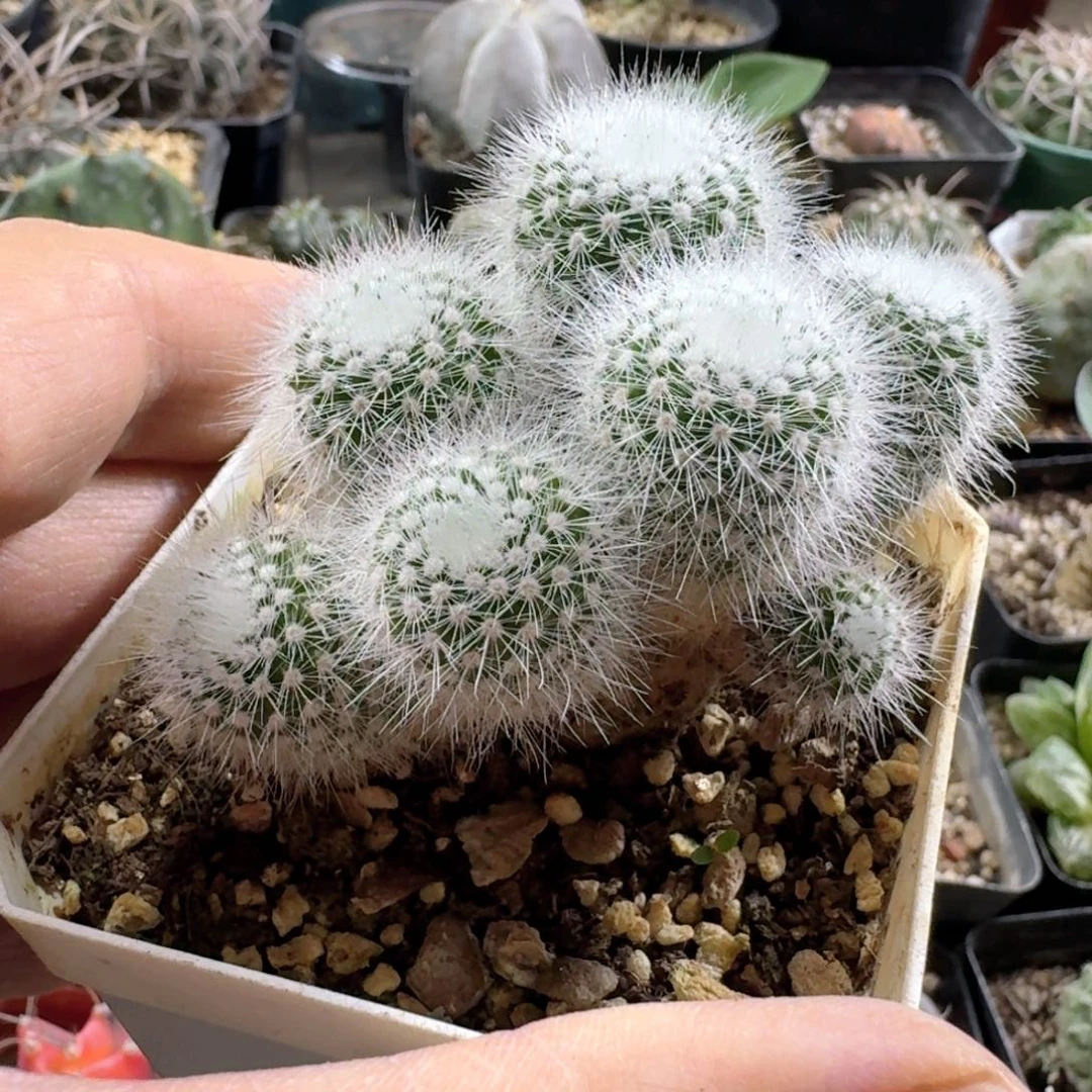 125白小丁带盆发货实生