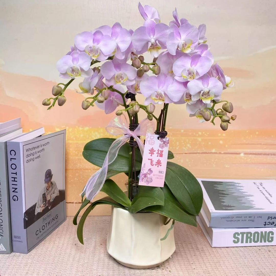 天使之吻 蝴蝶兰 粉白色花瓣  客厅卧室美观带花带花苞 欧品