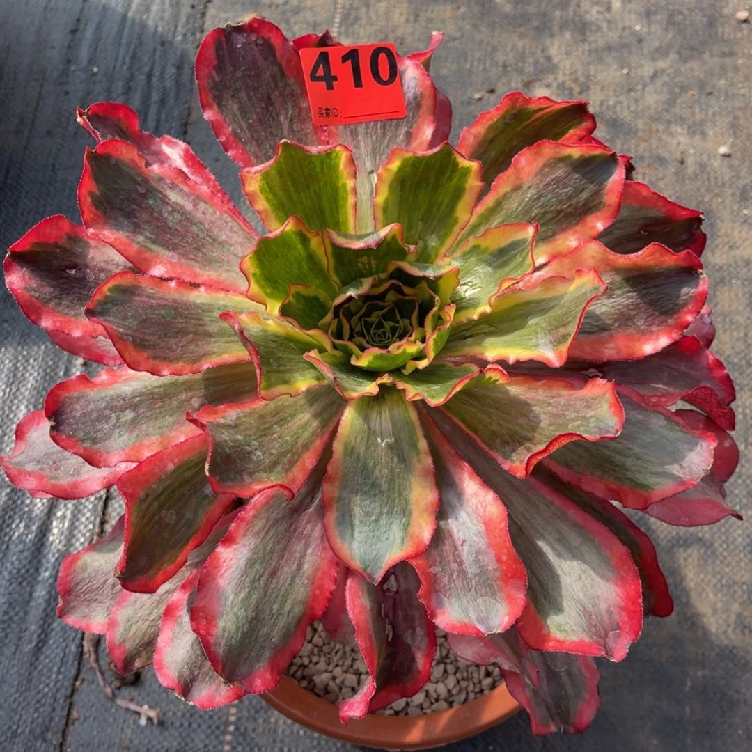 410多肉法师魅影