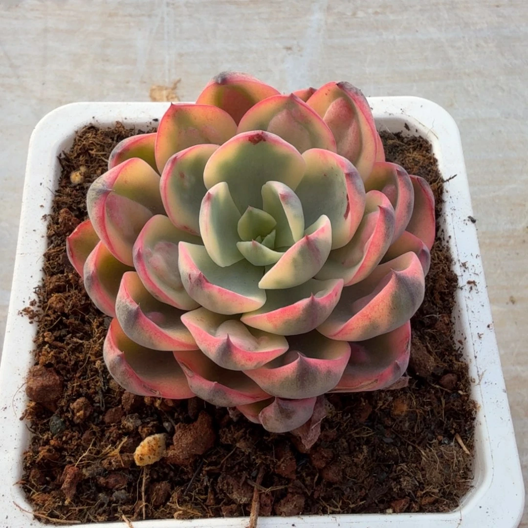 雨滴锦锦上园艺一物一拍