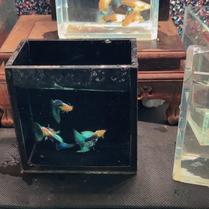 海水鱼黄化蓝礼服欧意5对