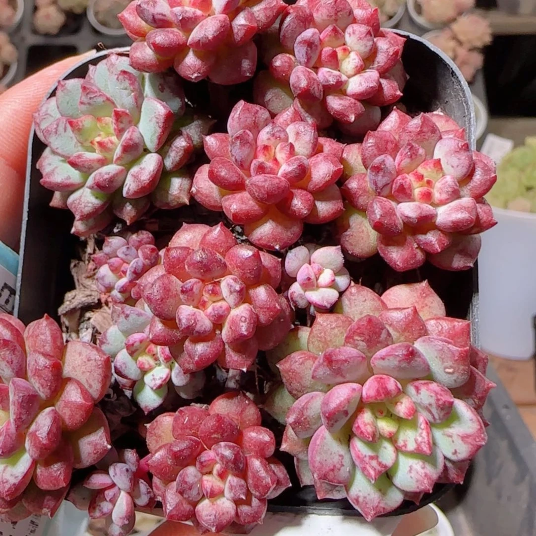 花语多肉1216-222杂交