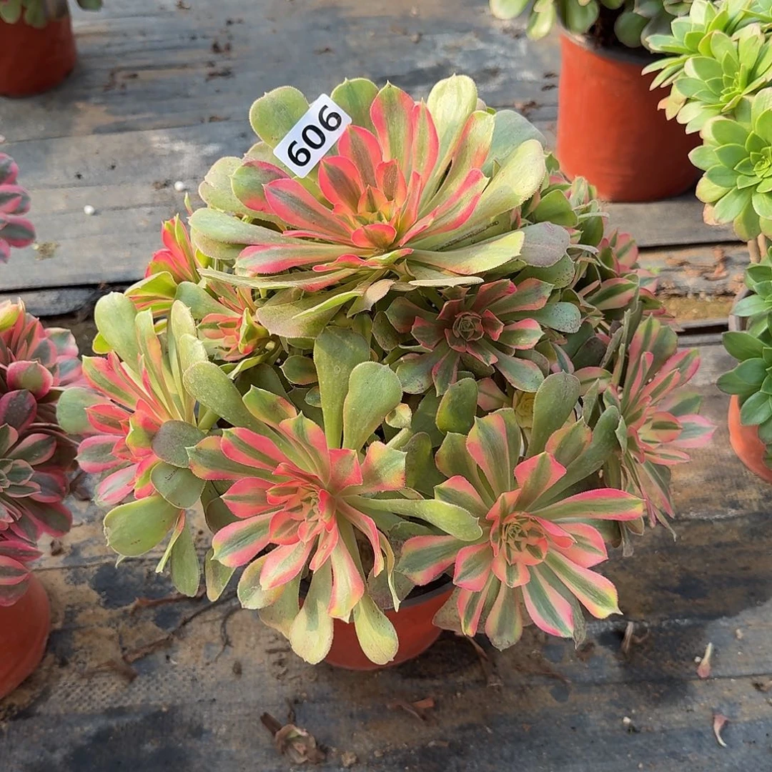多肉植物红袖606号