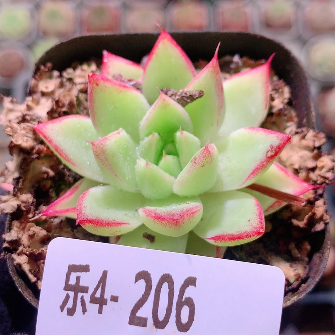 乐然4-206 梦幻女王