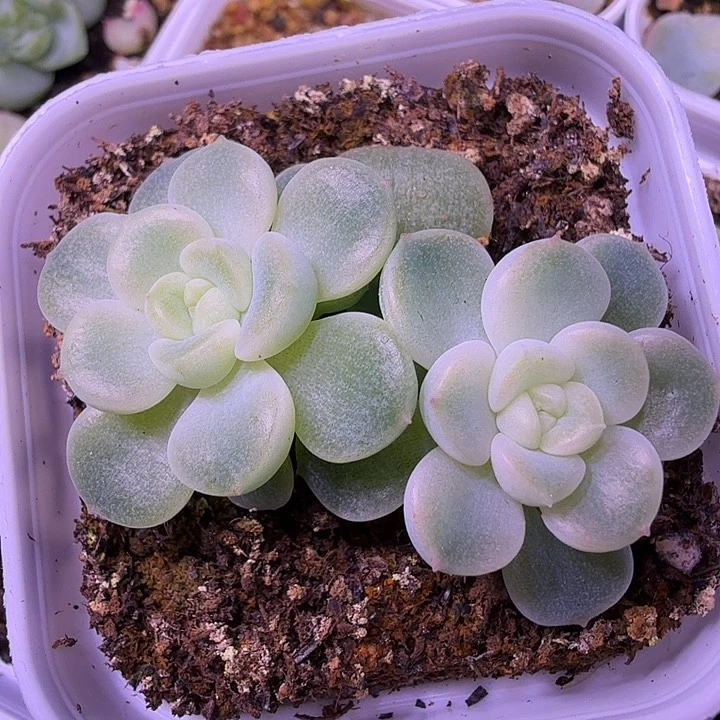 绿财富密码一物一拍