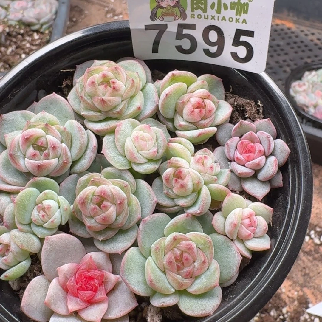 多肉植物多肉植物