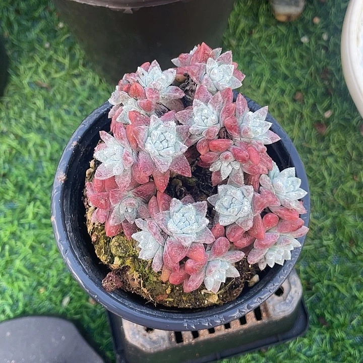 小鹿多肉一物一拍韩菊
