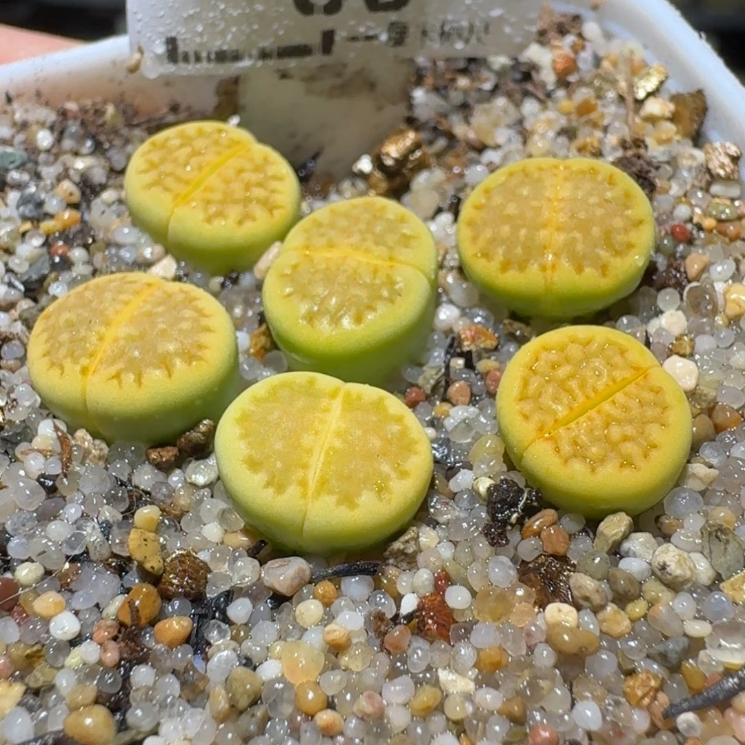 Ssss便宜出了清仓65