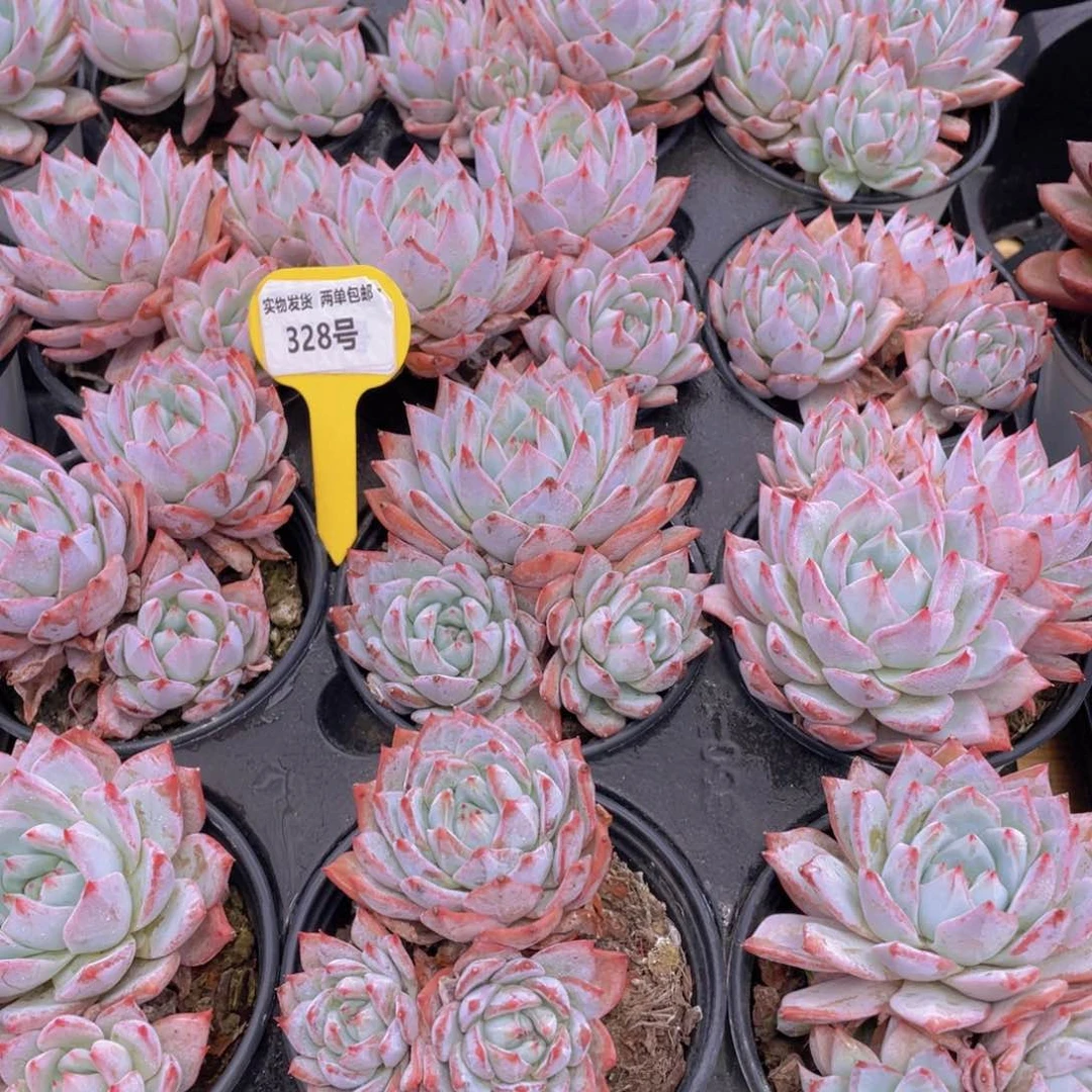 328号 韩版粉蓝鸟大群生一个