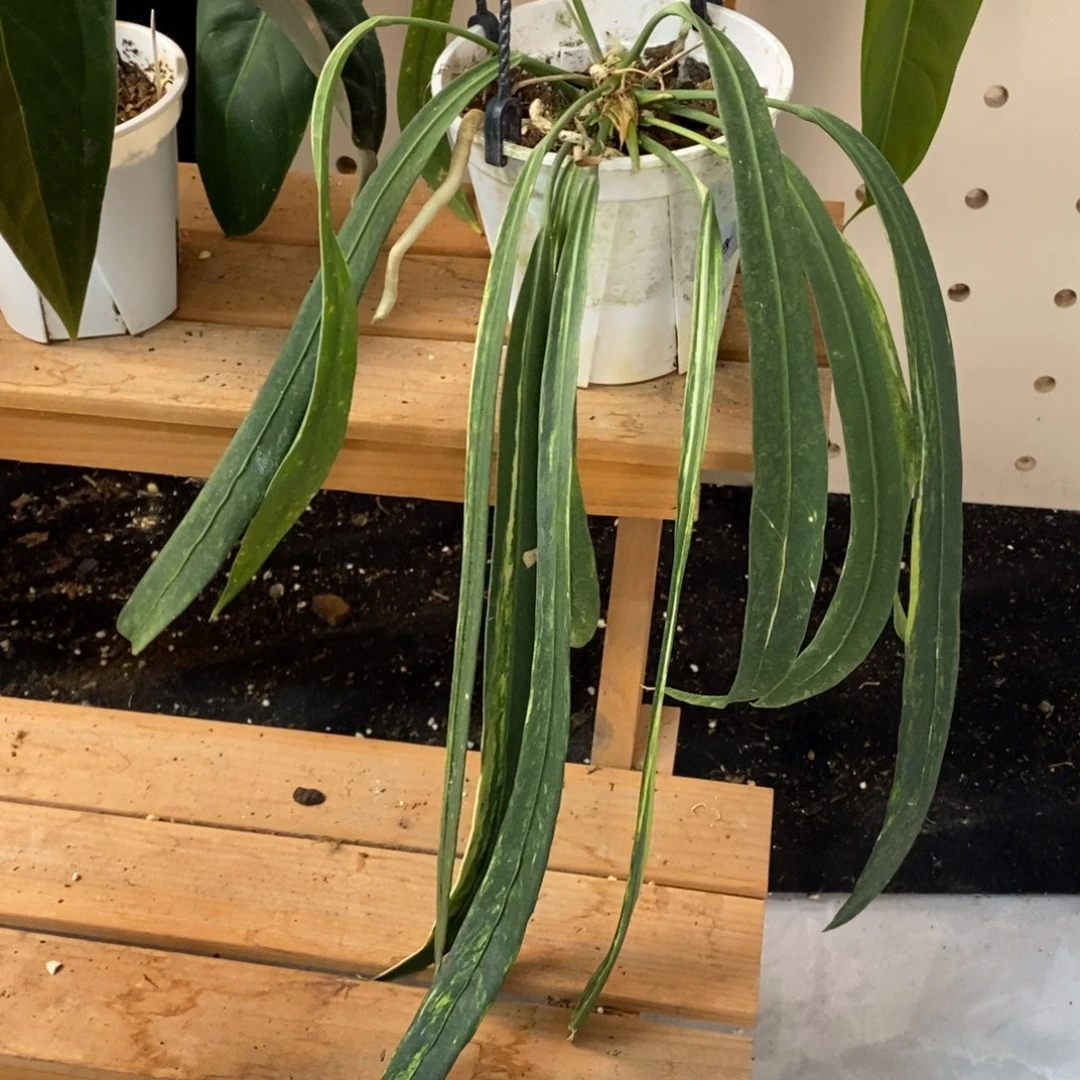 不开花植物30 维塔领带锦