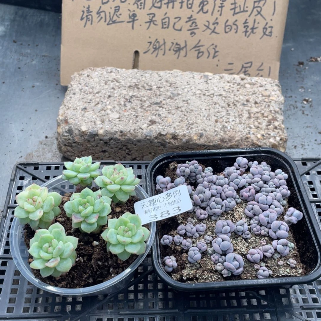 云糖心多肉植物383