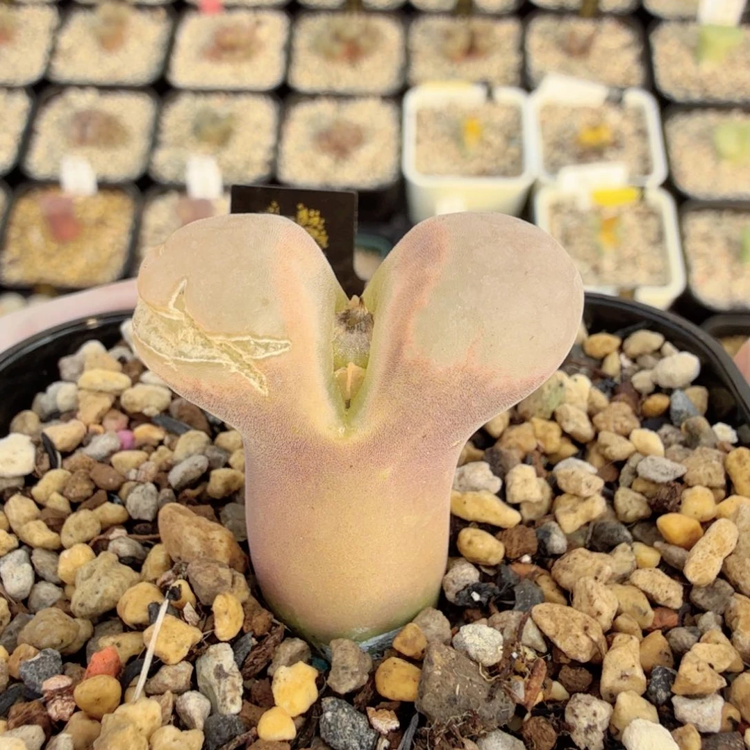 小马哥母本风铃 12-25-L24