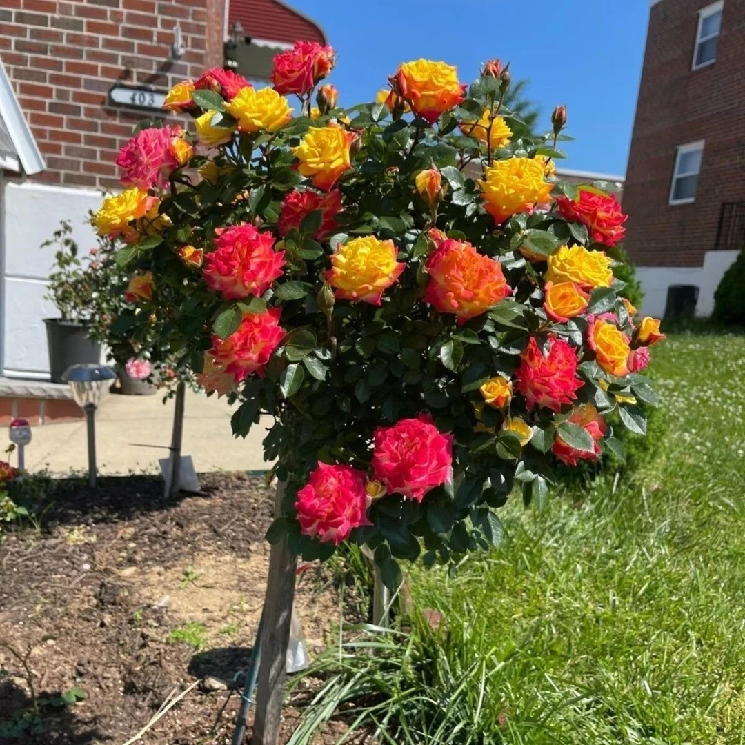 嫁接树桩棒棒糖树桩月季四季开花庭院阳台地栽盆栽