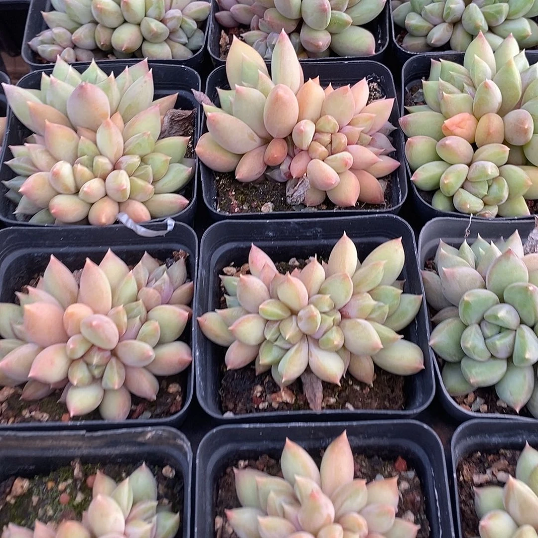 金汇园艺，团4头红象牙