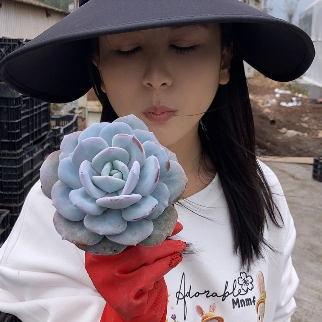 奶茶单头控养小黑圆盆
