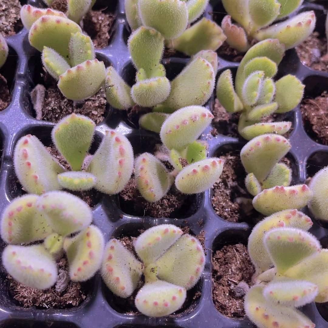 精品绿熊满9.9包邮