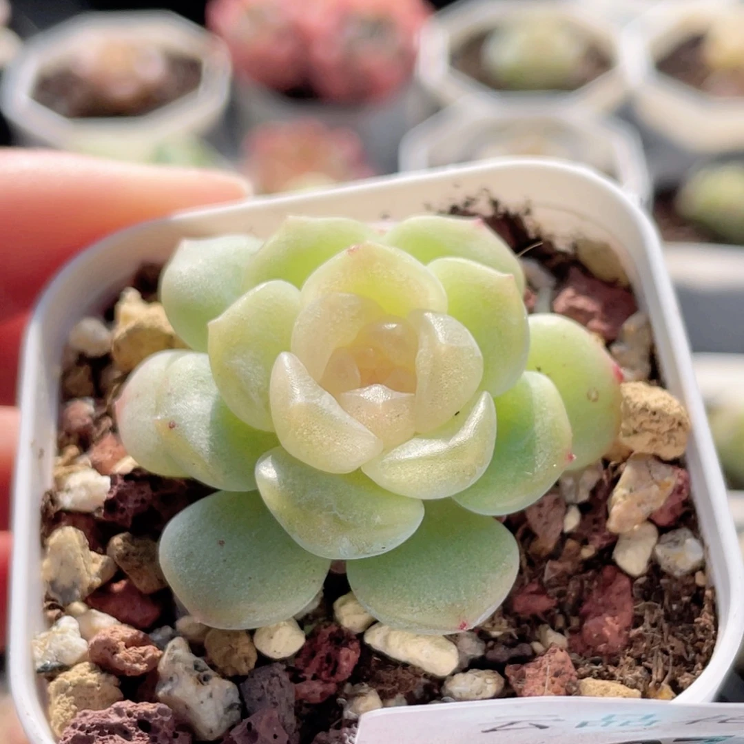 107号糖心冰心珍妮 无尽灯