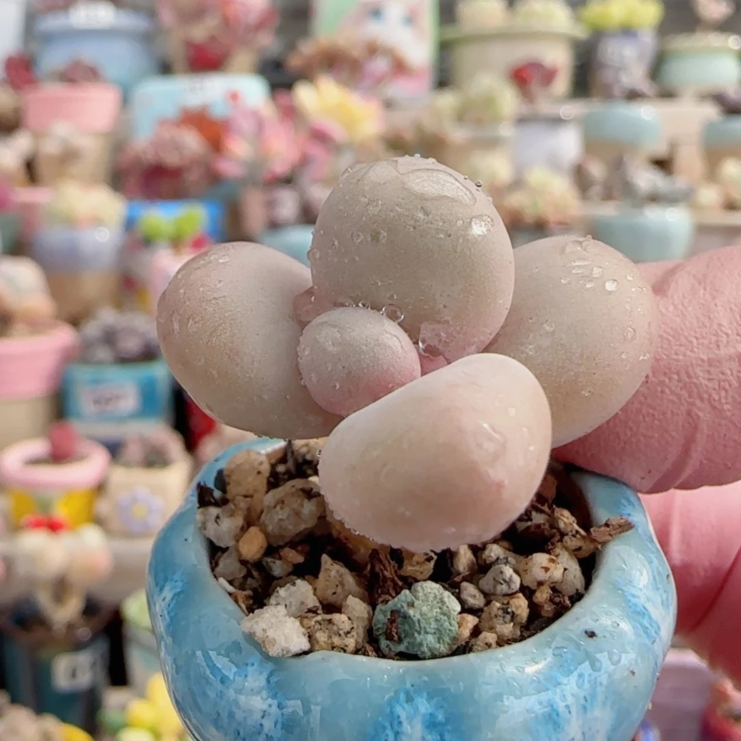 小蛋黄奶 盆口2cm