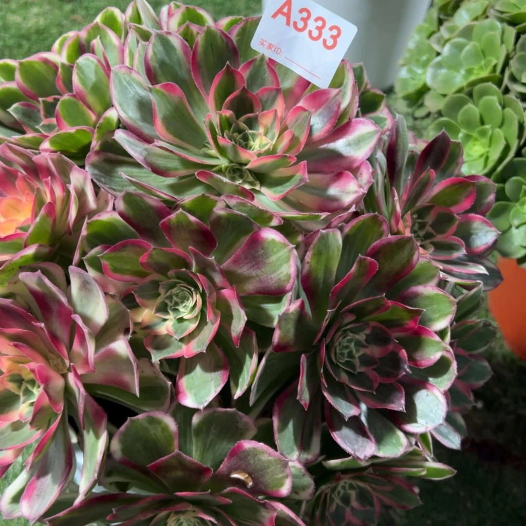 爱***y333，寄养玉芙蓉多肉植物法师