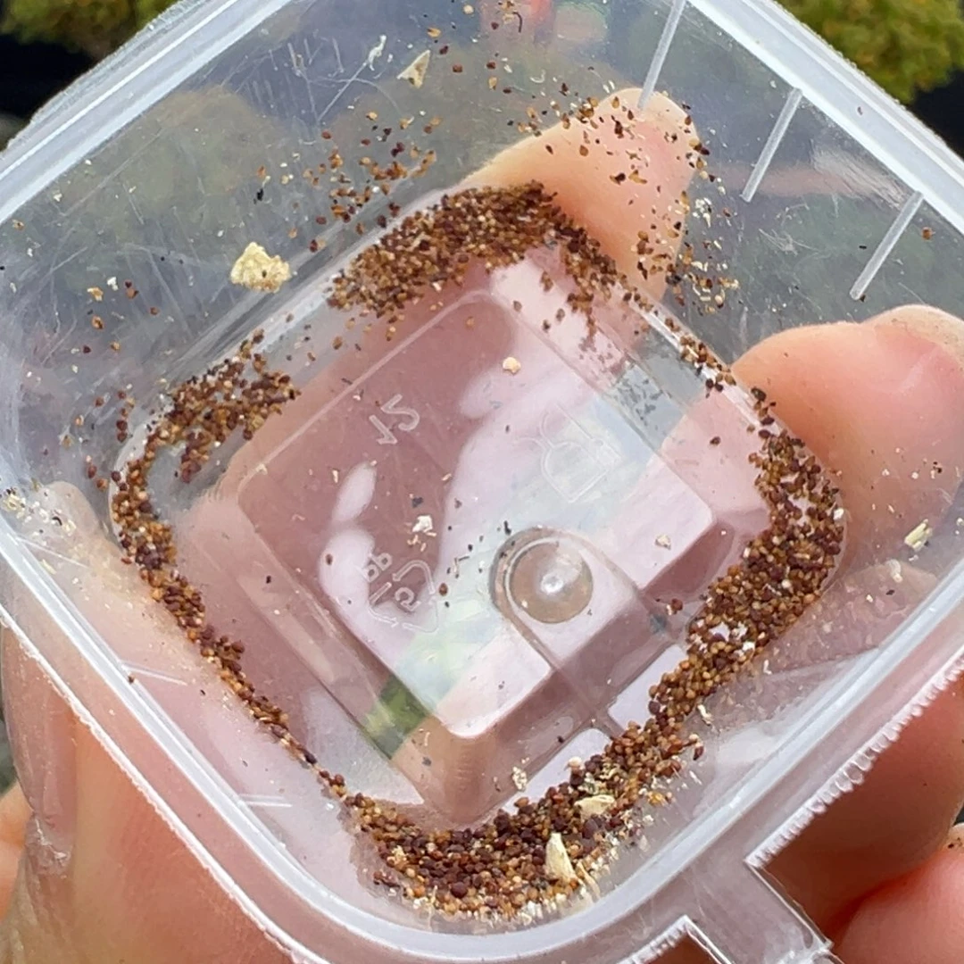 dy5929混播种子有冰晶和杂交锦等