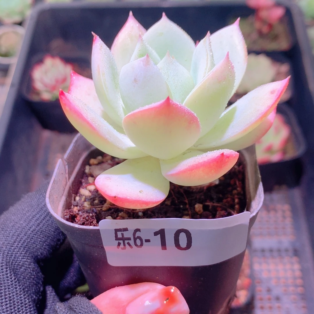 乐然 6-10 静雪单头