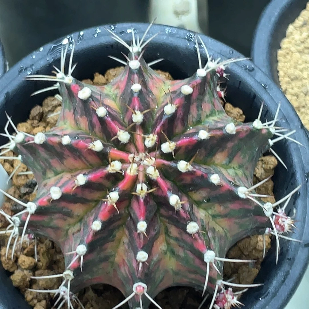 无花朵泰系实生根，黑粉海神锦