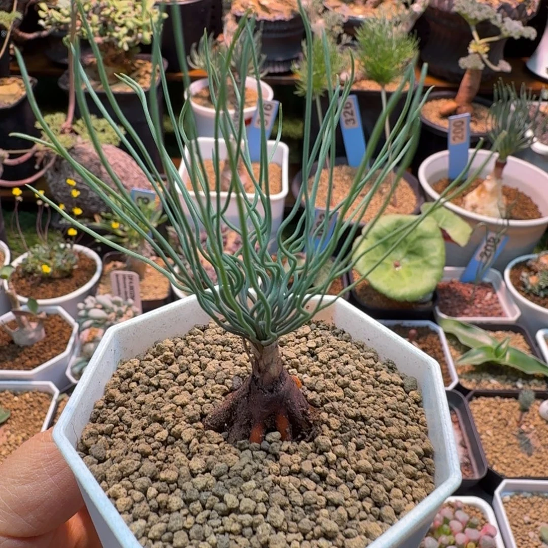 方便面弹簧草771 仙人球