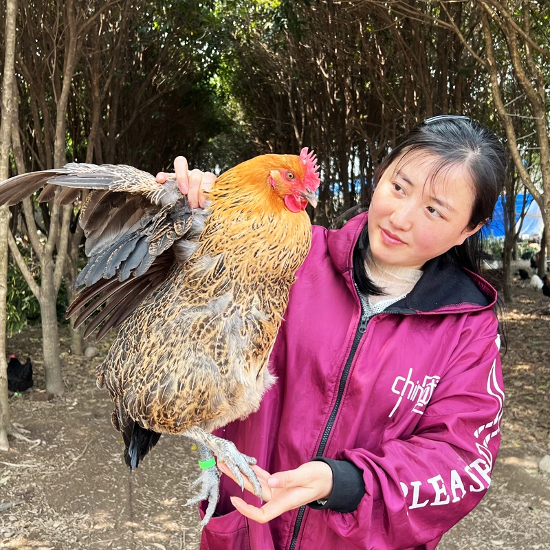 【麻色-7个月】京东快递包邮到家 宠物麻鸡