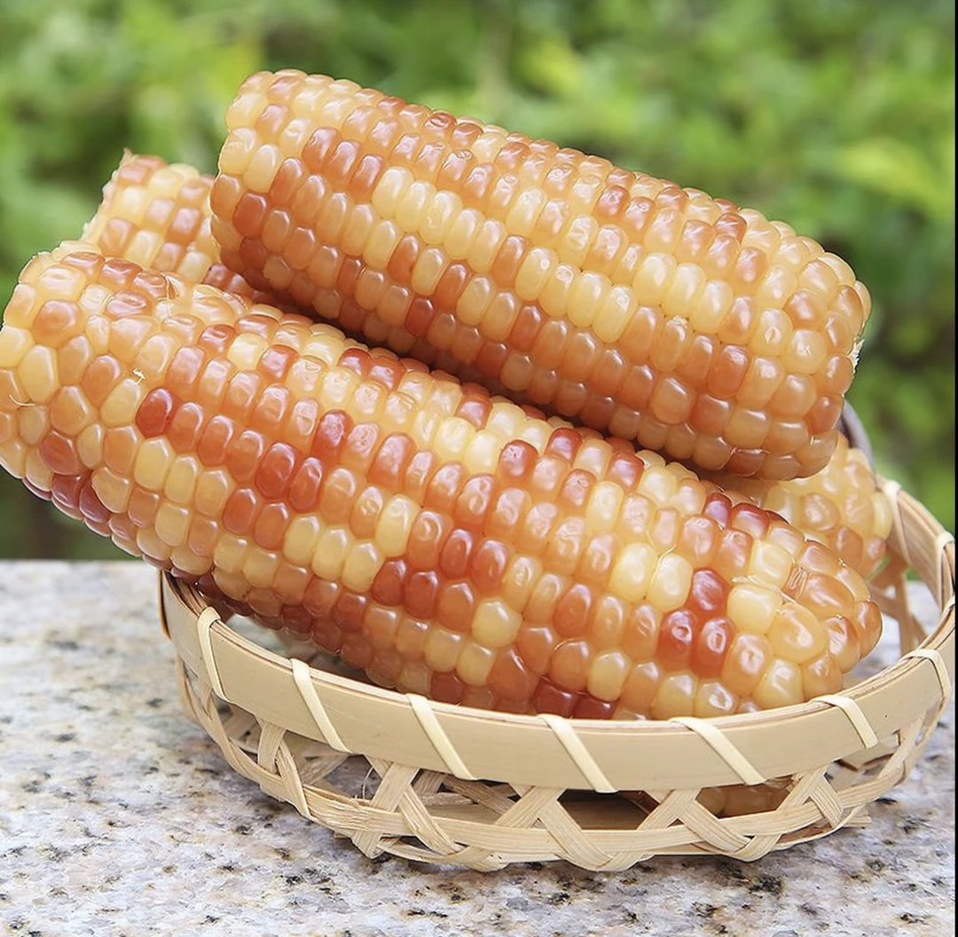 【新人福利超值】东北上等香甜花糯苞米10棒整箱5斤试吃两根