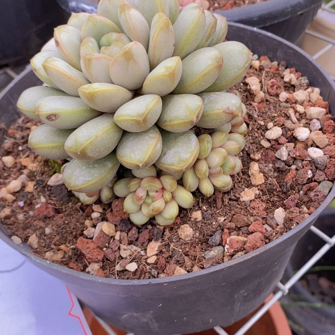 用****?136号葡萄多肉