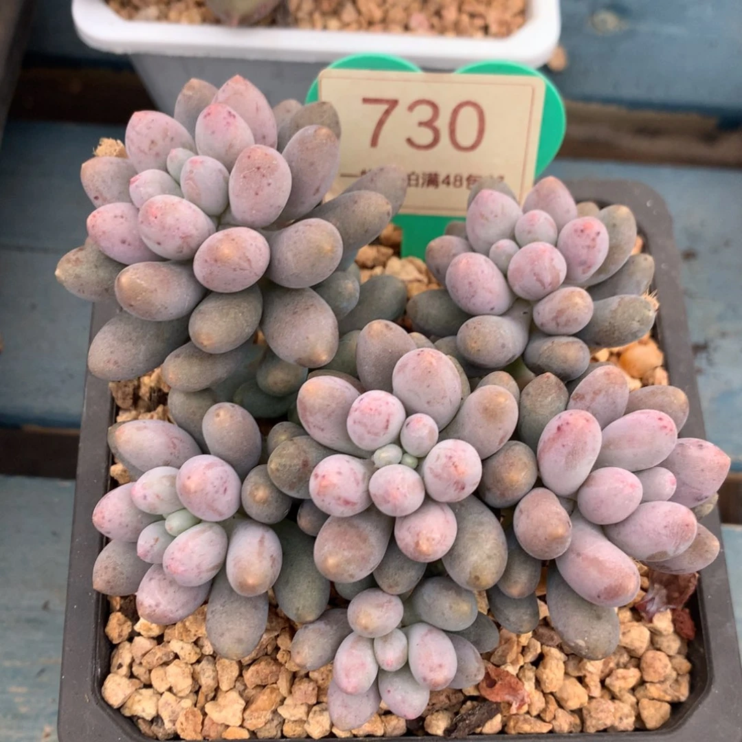 溜溜球无砍平头730