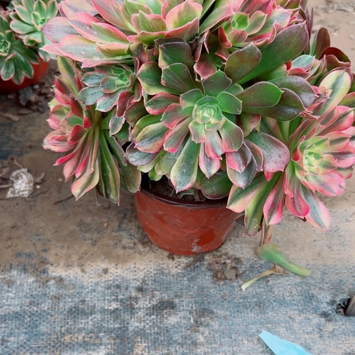 ，795洛神多肉植物