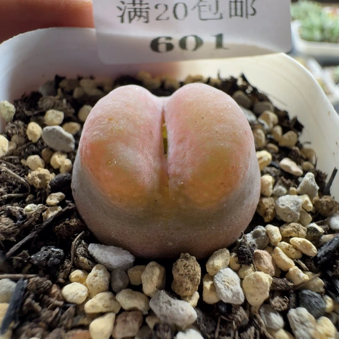 幼***✪601 一颗特别漂亮的毛毛。好看
