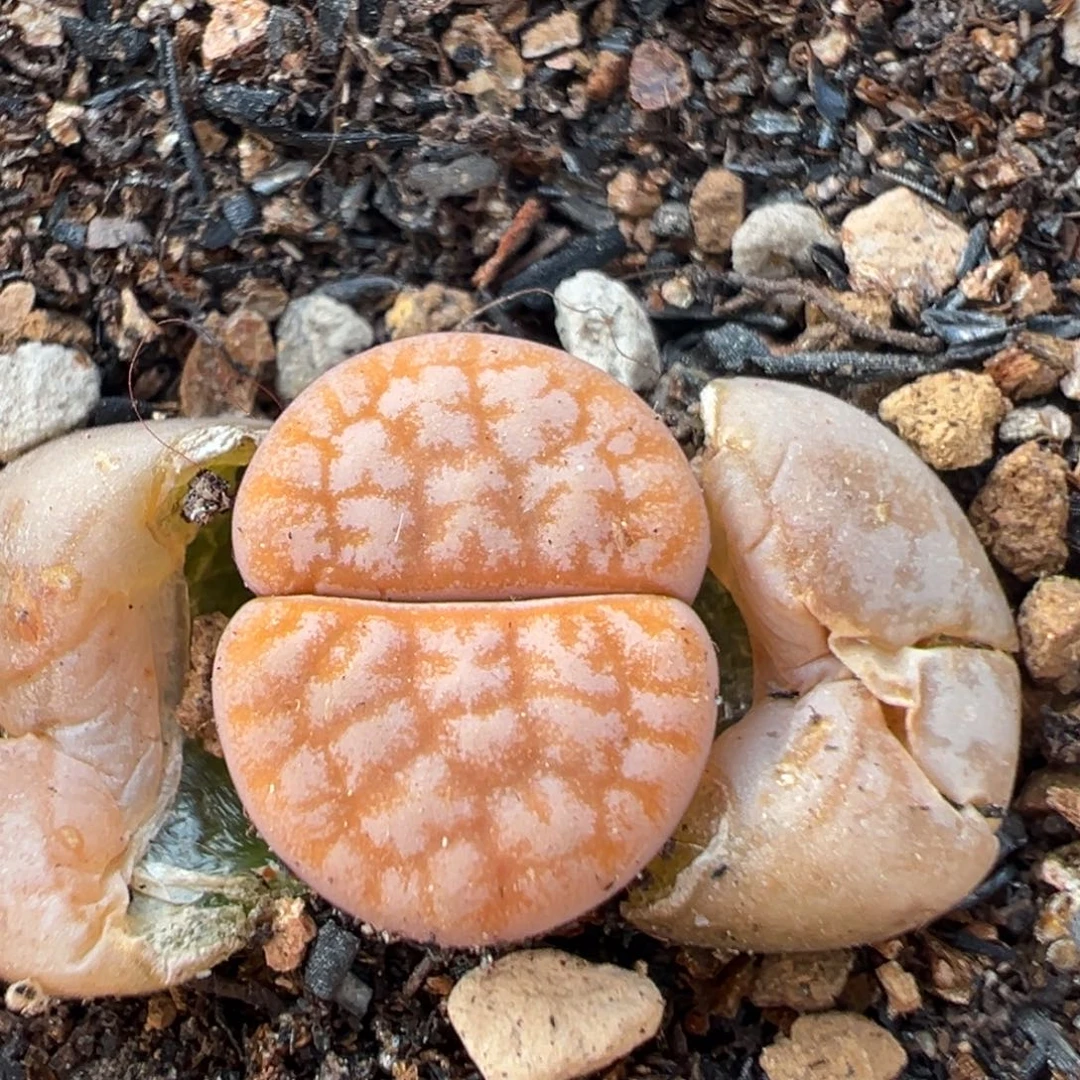 68多肉植物百科植物