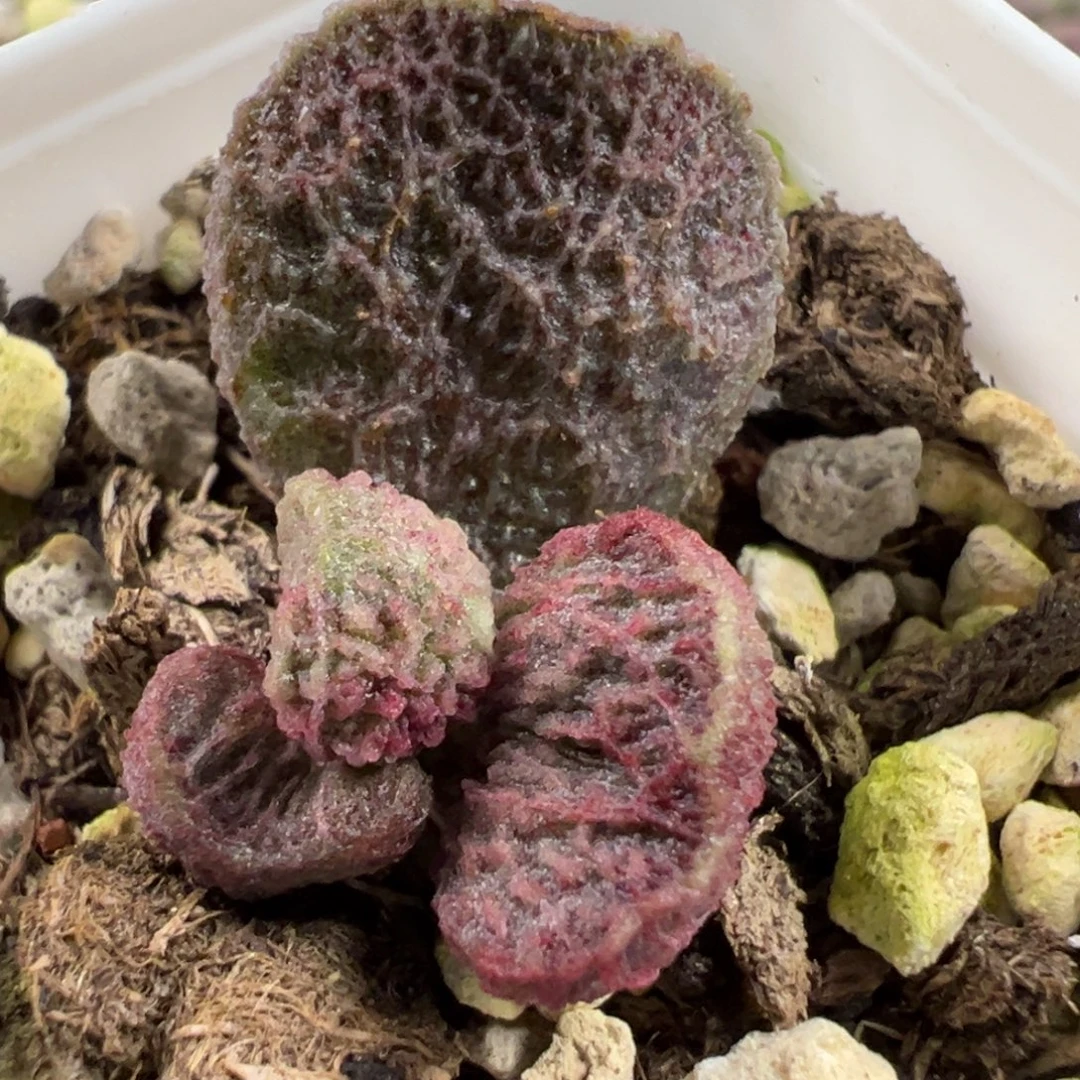 实生新品大苗多肉植物水泡多肉植物